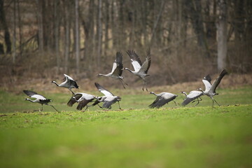 Crane birds in the nature habitat