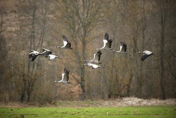 Naklejka premium Crane birds in the nature habitat