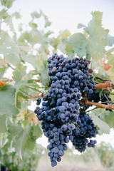Close up of freshly harvest red grapes in a vineyard