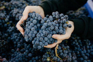 Farmer hand with freshly harvested black grapes, Red wine grapes background, grape harvest, vineyard.