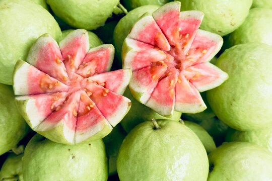 Guava tree psidium guajava Linn