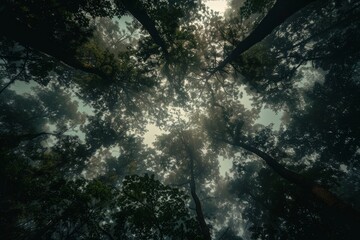 Misty forest canopy with sunlight filtering through the trees