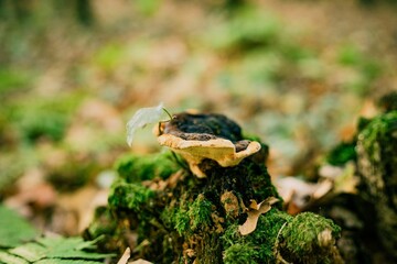 Shallow focus shot of Phaeolus mushroom on mossy ground after rain in the forest
