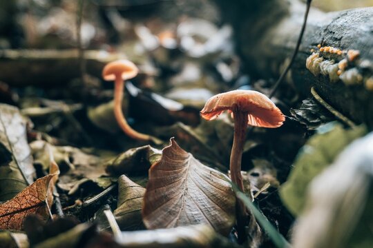 Shallow focus shot of Laccaria laccata mushrooms on the wet ground after rain in the forest