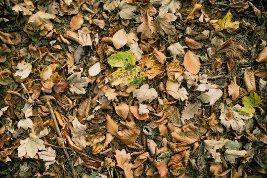 Top view of dry fallen colorful autumn leaves in the forest - fall wallpaper