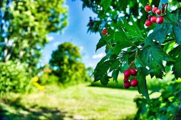 Closeup shot of juicy red cherries growing on tree branches