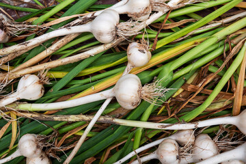 Image of fresh natural garlic harvest, natural farming .