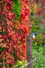 Woodpecker on a tree trunk with background of red, flowering trees, vertical