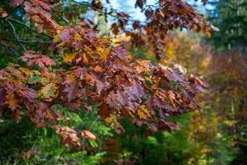 Scenic view of colorful autumn leaves on branches in a forest in daylight