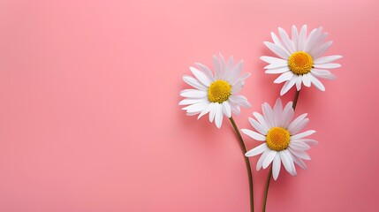 Three White Daisies on Pink Background. Simple Elegance for Spring Themes. Ideal for Greeting Cards and Invitations. Minimalist Floral Composition. AI