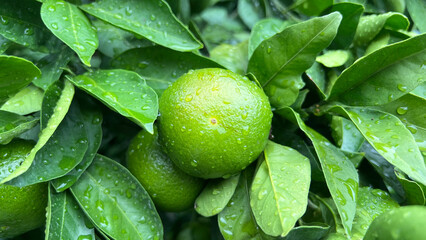 Green Tangerines in a rainy day at the Jeju Island