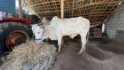 White ox eating in a barn - obrazy, fototapety, plakaty