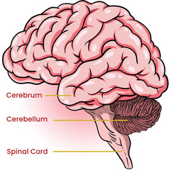 illustration of brain parts infographic