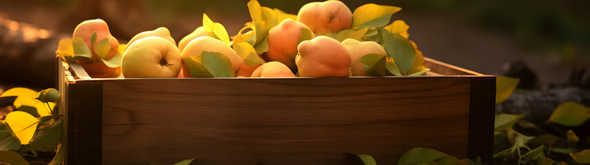 Quince fruit harvested in a wooden box in a field with sunset. Natural organic vegetable abundance. Agriculture, healthy and natural food concept. Horizontal composition, banner.