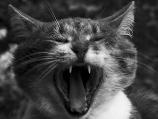 Closeup of a cat yawning and showing its sharp teeth, with trees in the background, in grayscale