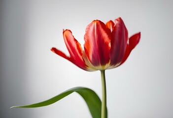 Red tulip with green stems on a white background, AI-generated.