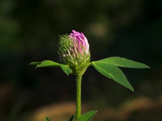Closeup shot of a red clover bud, on a green stem with leaves, on a sunny day in the garden