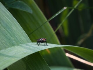 Closeup shot of a fly, standing on a green leaf in the garden, surrounded by leaves
