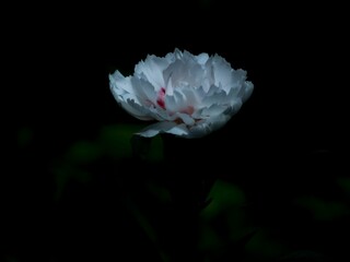 Closeup shot of a white Chinese peony flower, in the dark surrounding