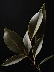 Obraz premium Bay leaf on a black background.