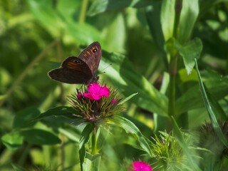 Closeup of a Lapland ringlet (Erebia embla) butterfly on a pink flower