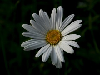 Obraz premium Closeup of a white daisy flower in a garden