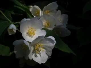 Closeup of rosehip flower in a bush