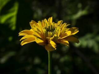 Closeup of a yellow dahlia flower