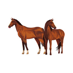 Two horses standing together