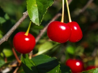 Selective focus shot of fresh cherry fruits on a tree