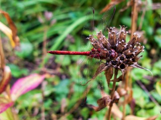 Macro shot of a damselfly on a dry flower