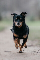 A little black old dog in early spring