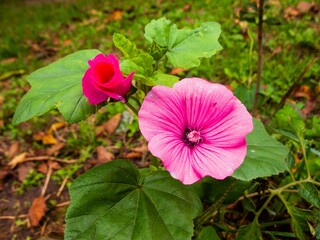 Closeup shot of pink lavatera annual flower with green grass in the background