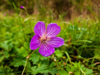 Closeup shot of purple marsh geranium flower with green grass in the background