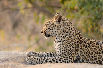 seitliche Nahaufnahme eines Leopards im Kruger Nationalpark in Südafrika