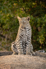 Nahaufnahme eines sitzenden Leoparden auf einem Felsen im Kruger Nationalpark in Südafrika