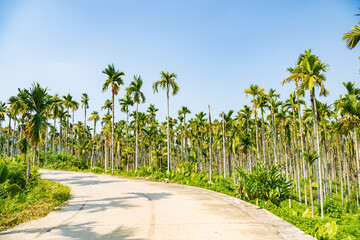 Palm tree jungle near Muse Lake in Qiongzhong, Hainan, China