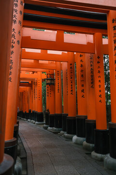 Enchanting Path of Torii Gates in a Japanese Shrine