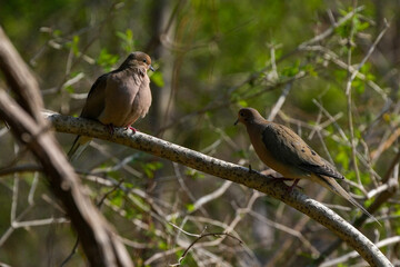 Pair of brown doves perched on a tree branch