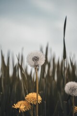 Vertical shot of dandelion flowering herbaceous plants in the field