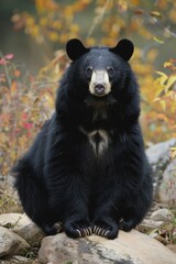 Fototapeta premium AI generated illustration of a Himalayan Black Bear (Ursus thibetanus) with its sleek black coat