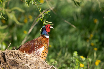 Pheasant, a male with beautiful plumage