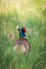 Fototapeta premium Pheasant, a male with beautiful plumage