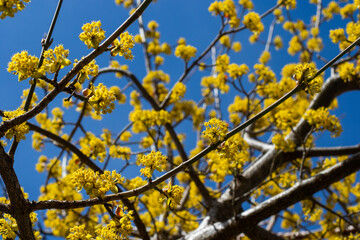 Cornus officinalis blooming