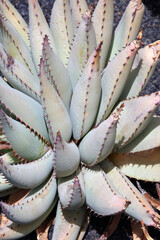 Aloe caviflara - 781173162