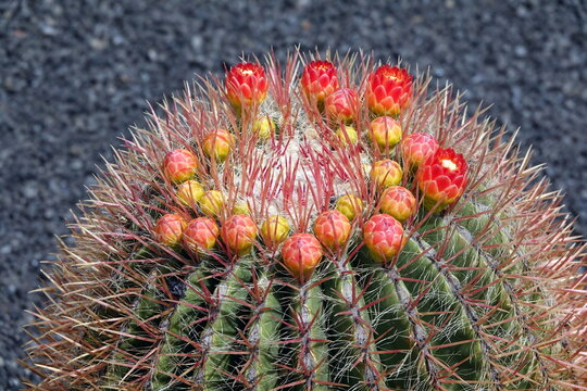 ferocactus histrix
