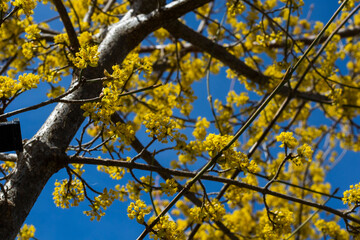 Cornus officinalis blooming