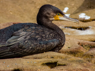 Great Cormorant in New South Wales, Australia