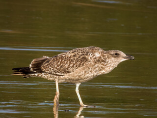 Kelp Gull in New South Wales, Australia