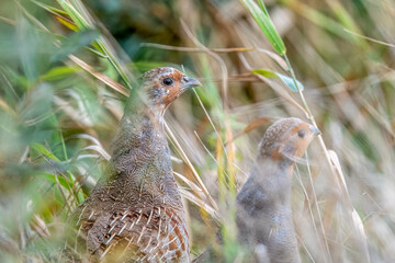 Partridges in a spring meadow